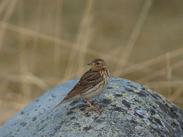 Lapinkirvinen, Red-throated Pipit, Anthus cervinus